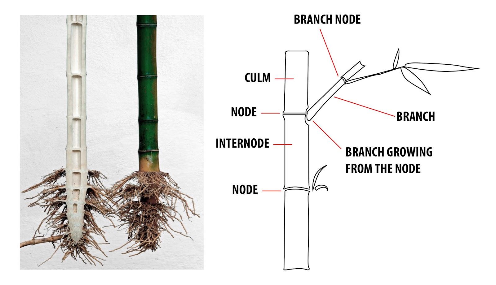 Anatomy of bamboo